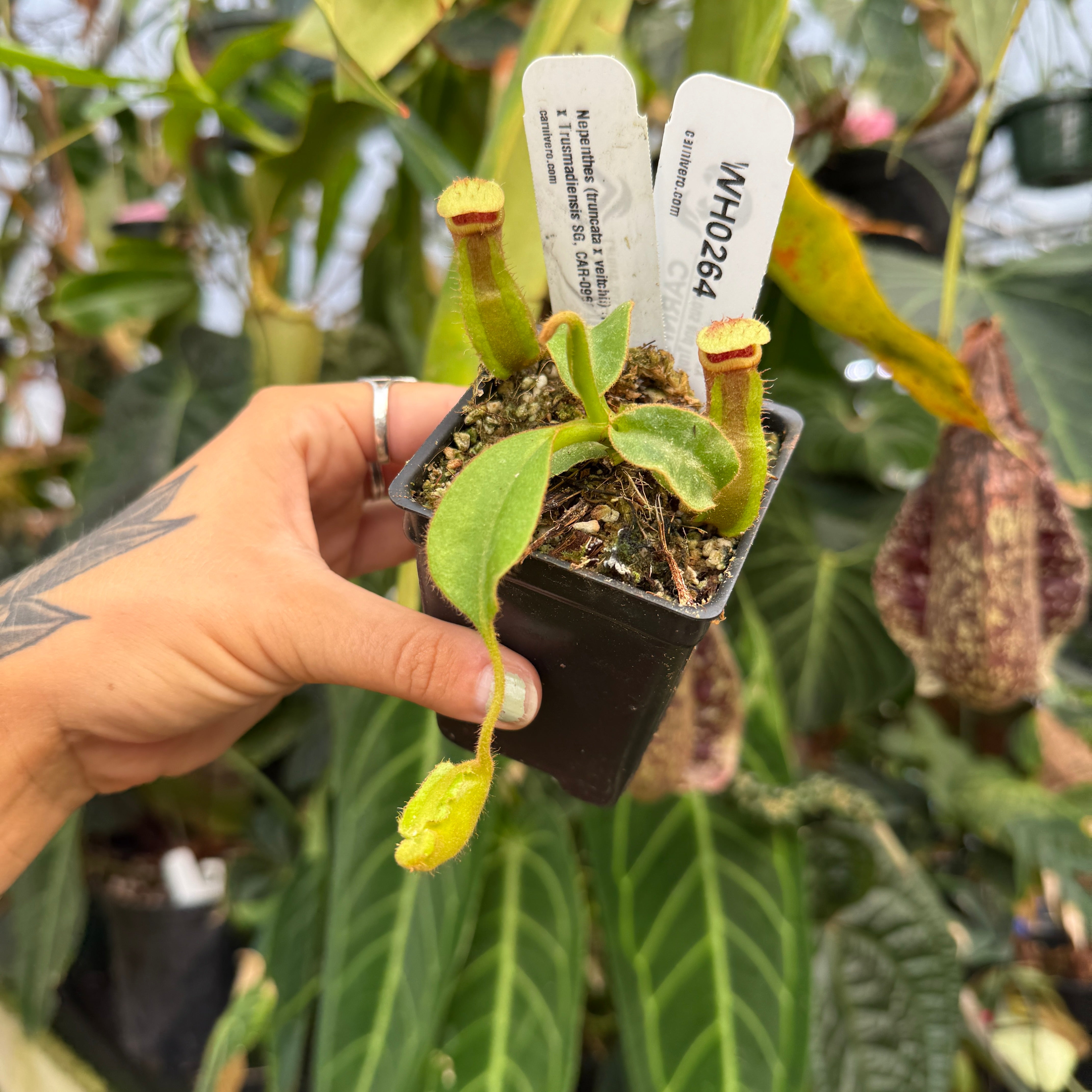 WH0264 Nepenthes (truncata x veitchii) (m) x Trusmadiensis SG, CAR