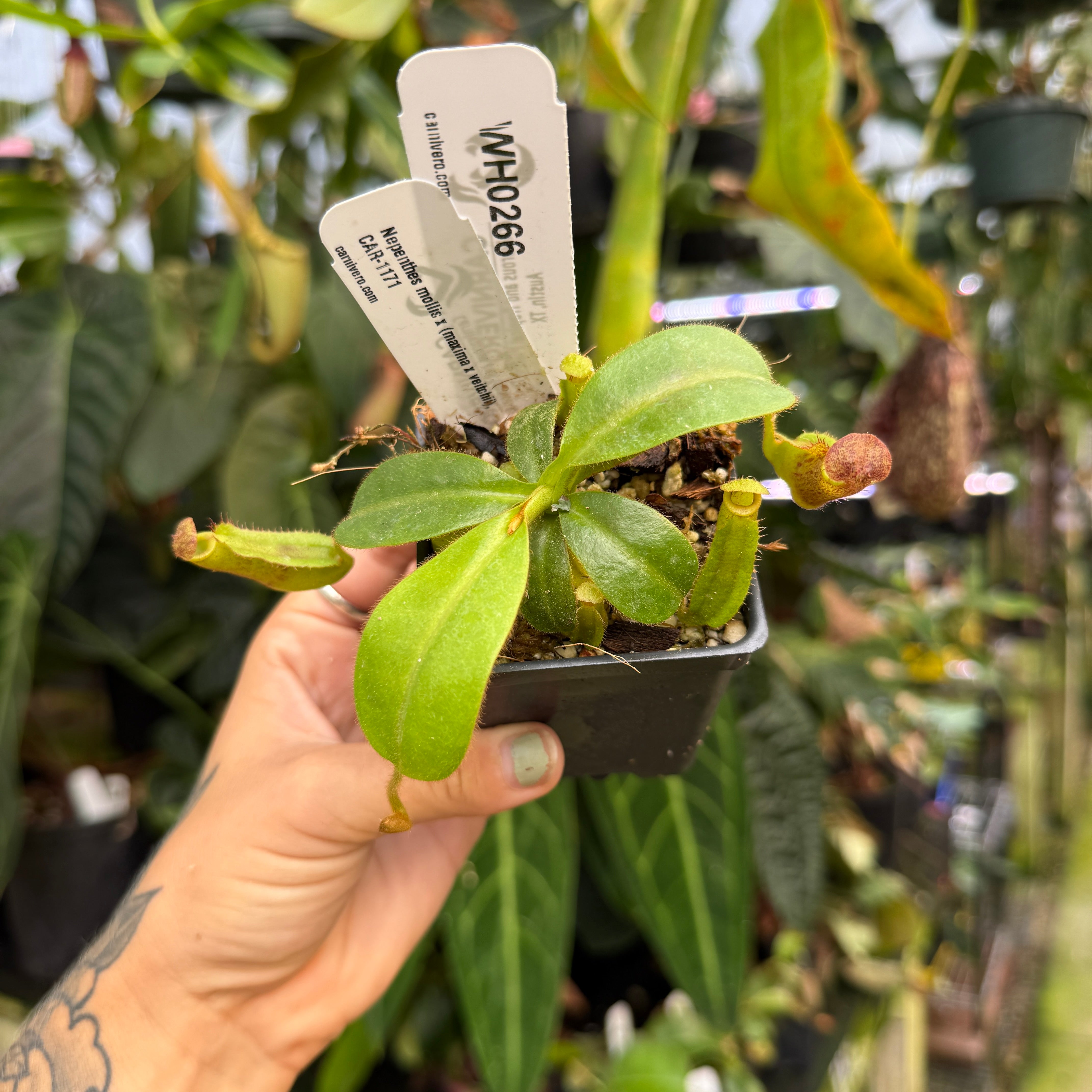 WH0266 Nepenthes mollis x (maxima x veitchii), CAR-1171 (M