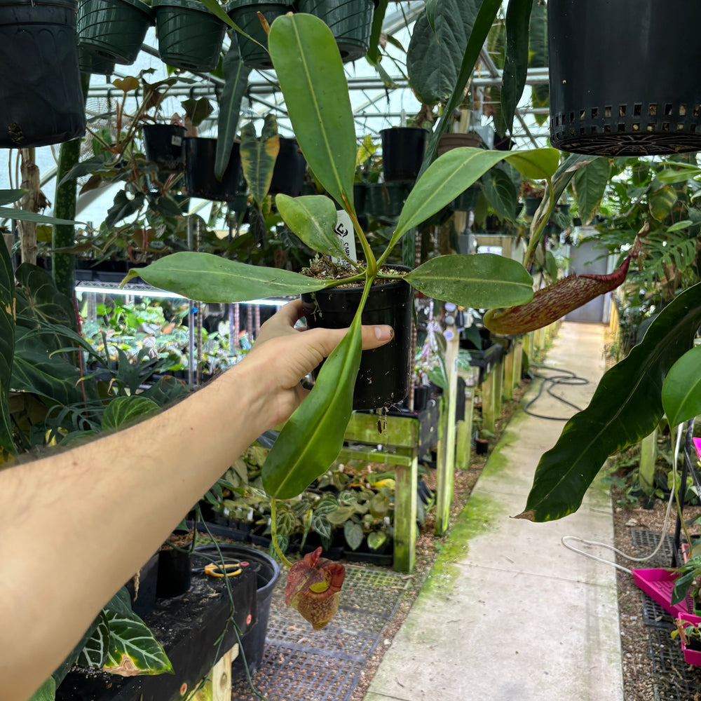 
                      
                        [A822] Nepenthes maxima BB x eymae EP, CAR-0669
                      
                    