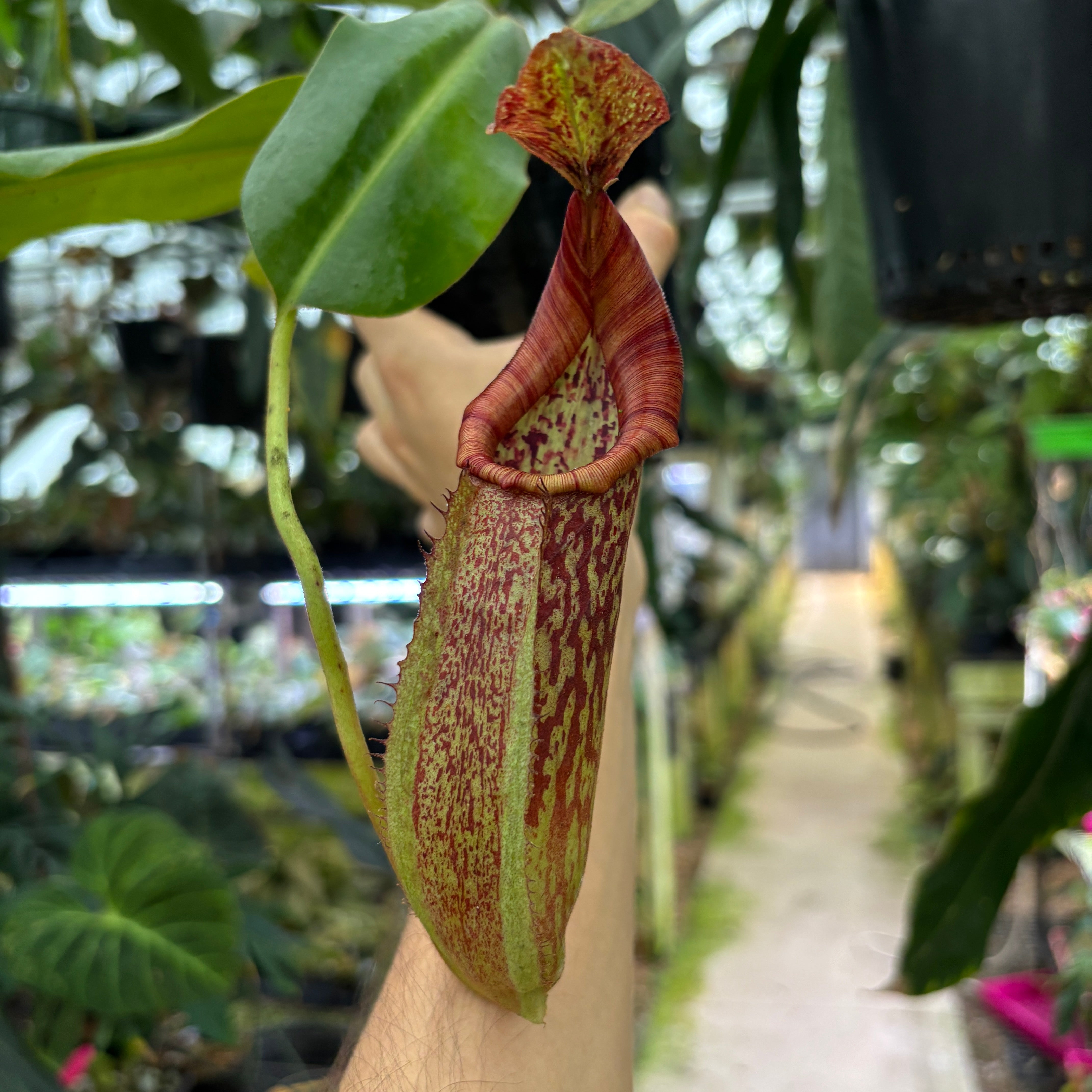 A822] Nepenthes maxima BB x eymae EP, CAR-0669 – Carnivero