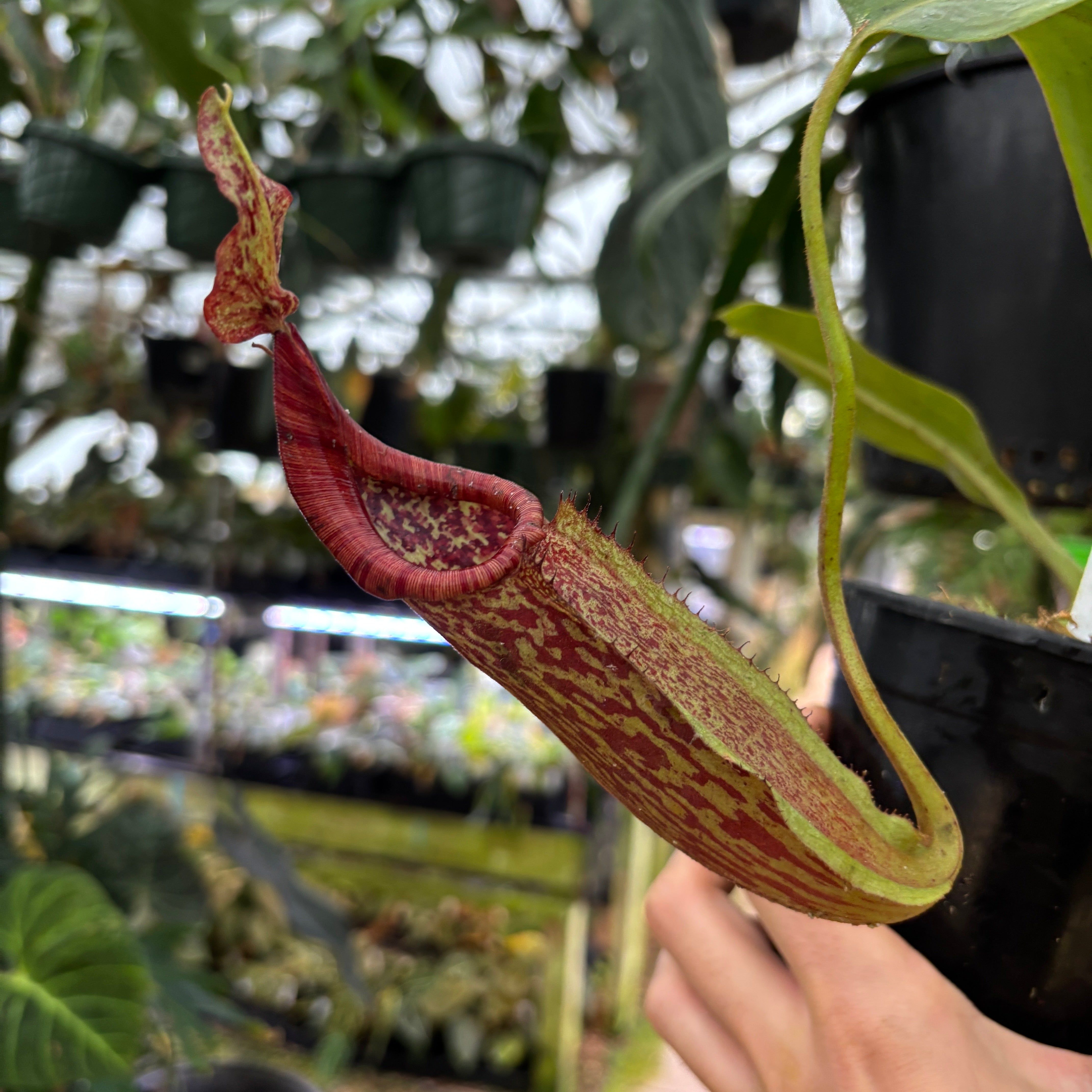 A822] Nepenthes maxima BB x eymae EP, CAR-0669 – Carnivero