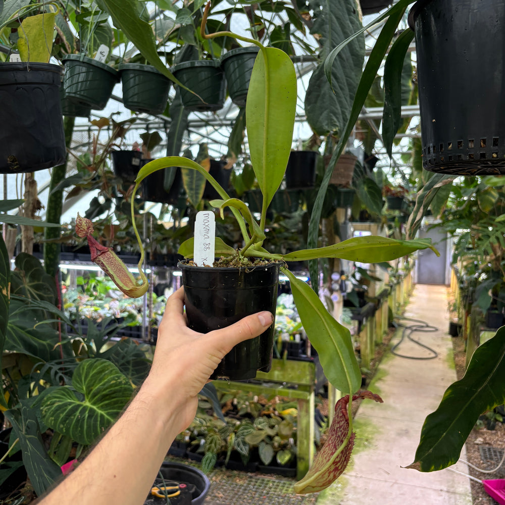 
                      
                        [A822] Nepenthes maxima BB x eymae EP, CAR-0669
                      
                    