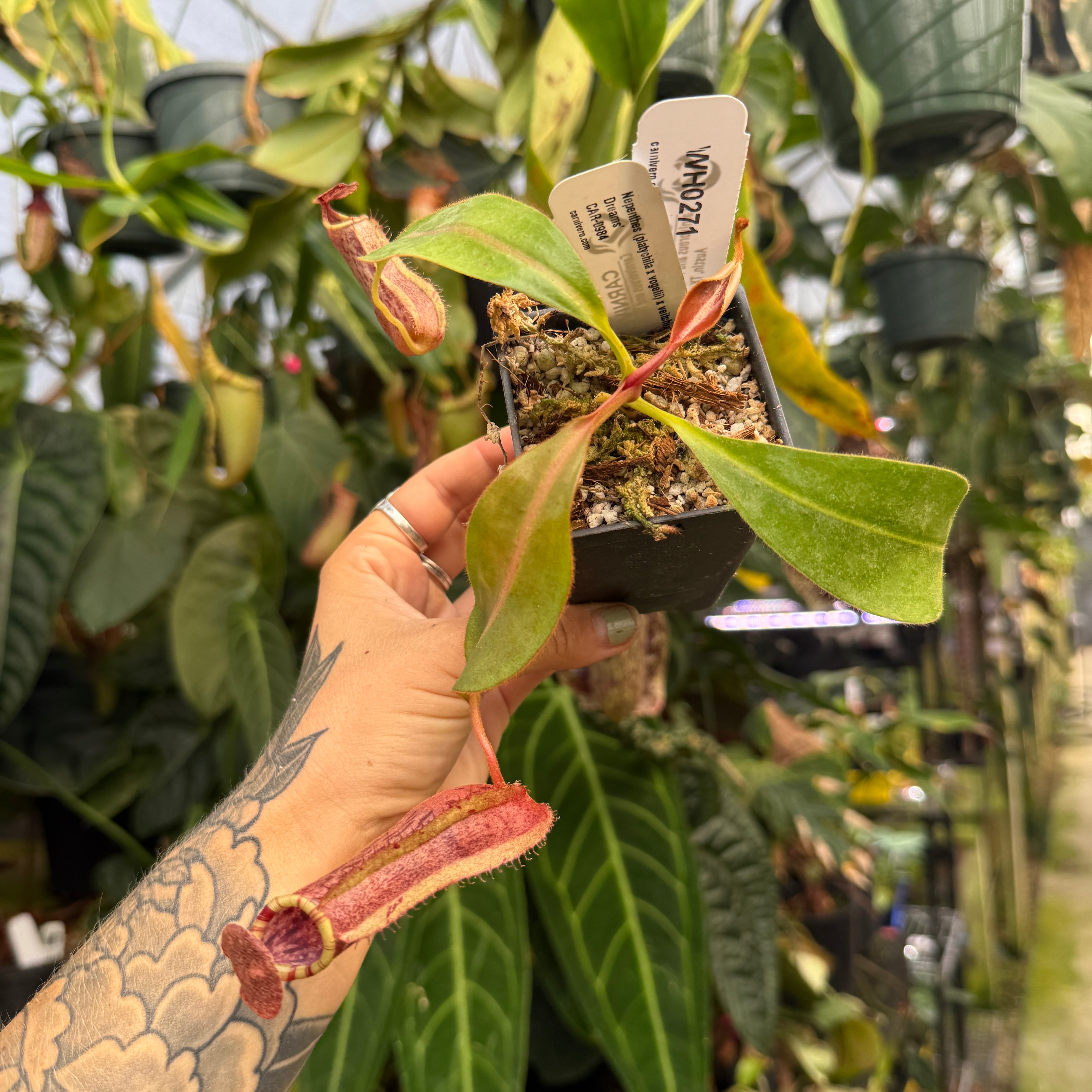 WH0271 Nepenthes (platychila x vogelii) x veitchii 'Candy Dreams