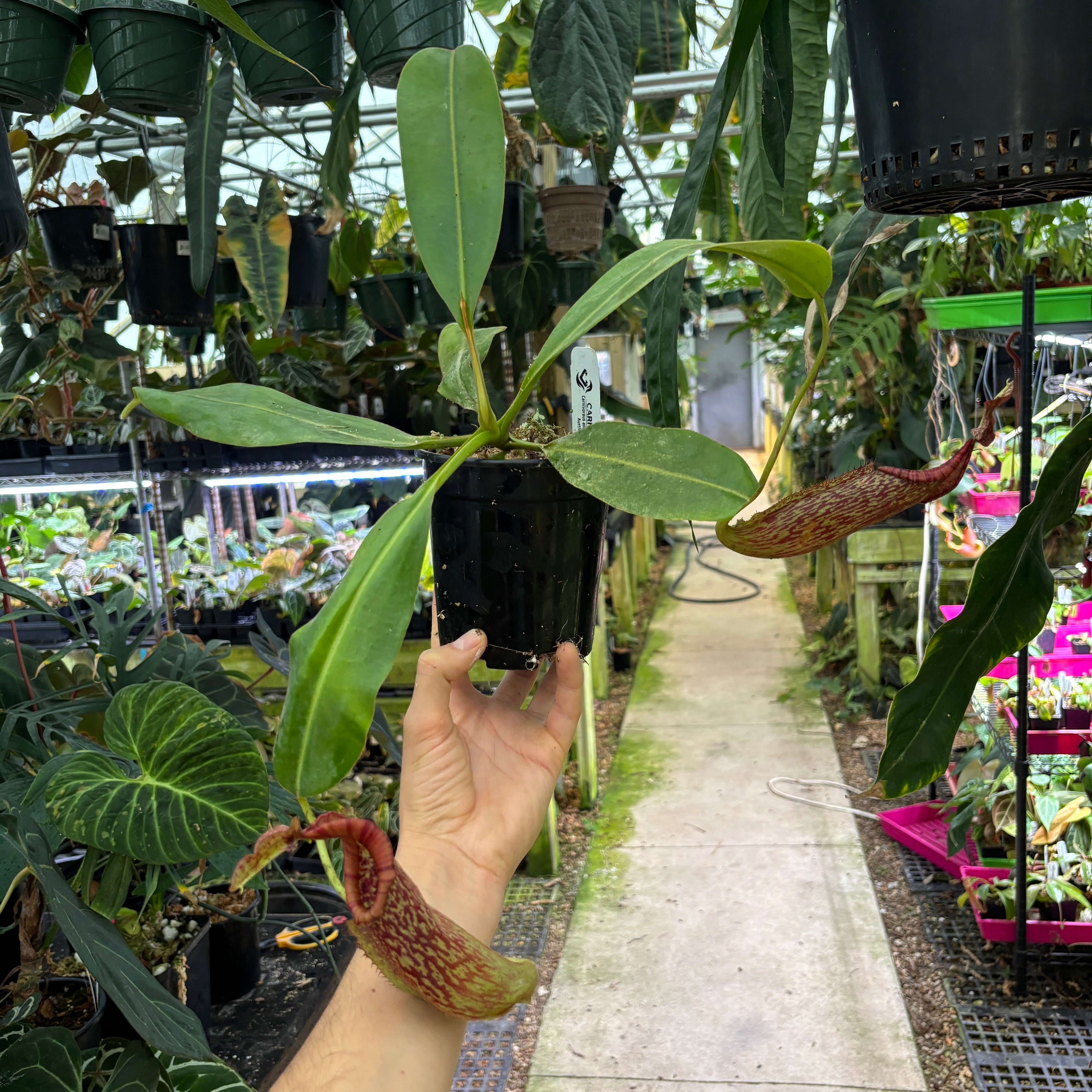 A822] Nepenthes maxima BB x eymae EP, CAR-0669 – Carnivero