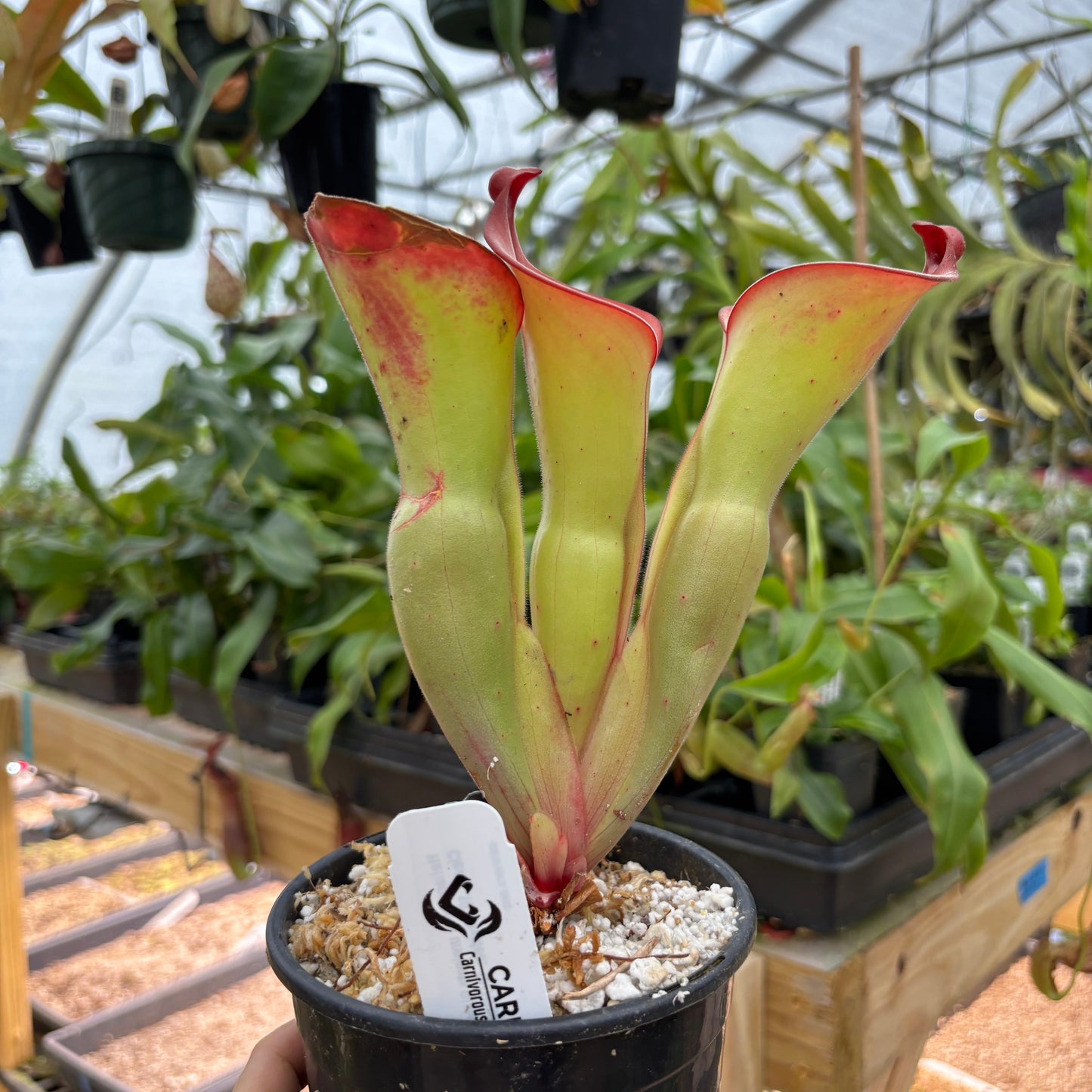 [A884] Heliamphora uncinata Giant (Amuri) Clone: 10