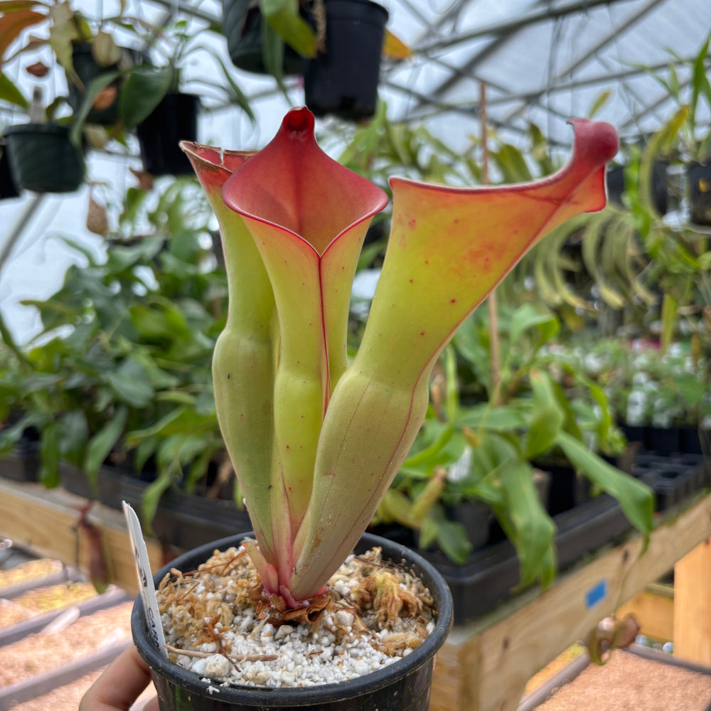 
                      
                        [A884] Heliamphora uncinata Giant (Amuri) Clone: 10
                      
                    