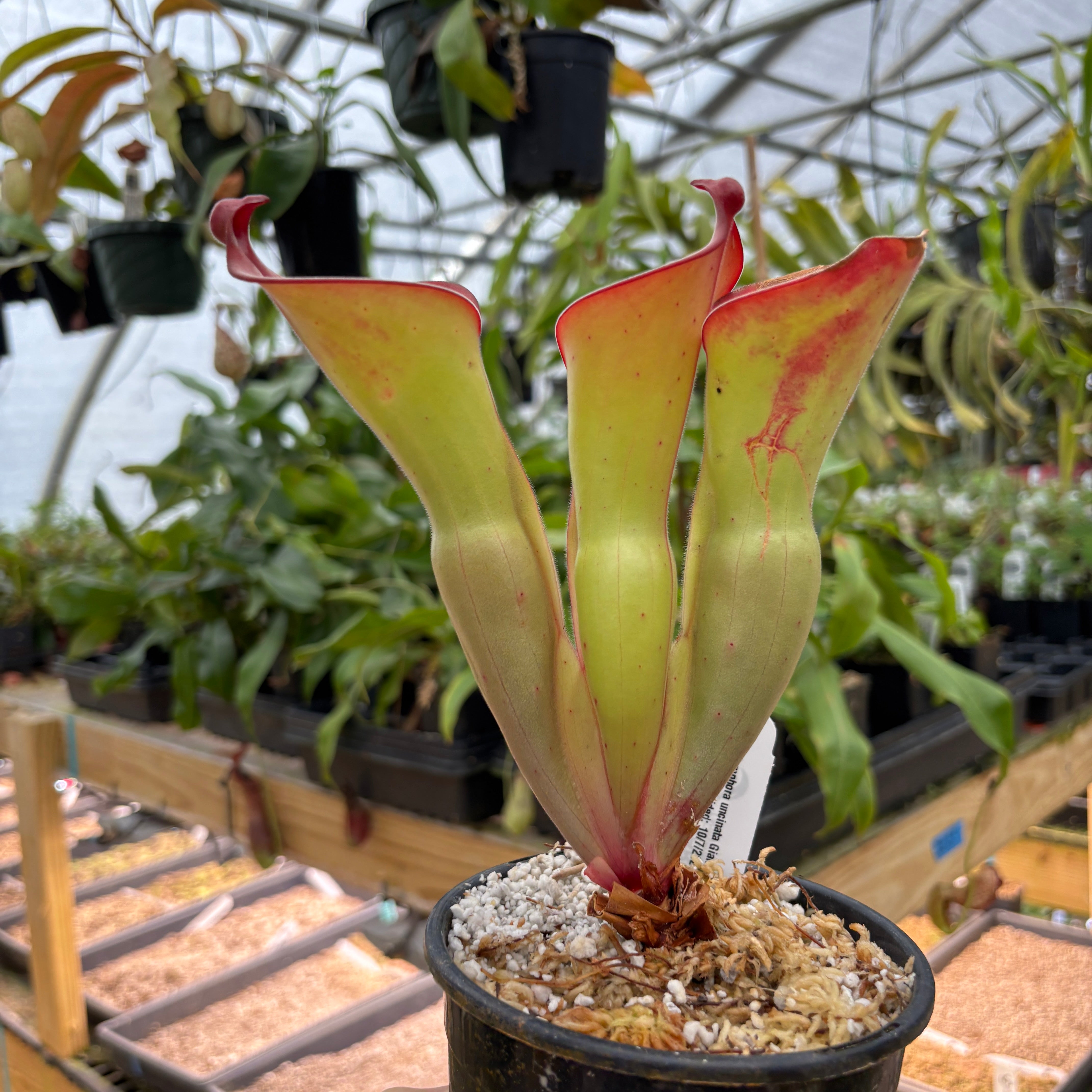 A884] Heliamphora uncinata Giant (Amuri) Clone: 10 – Carnivero