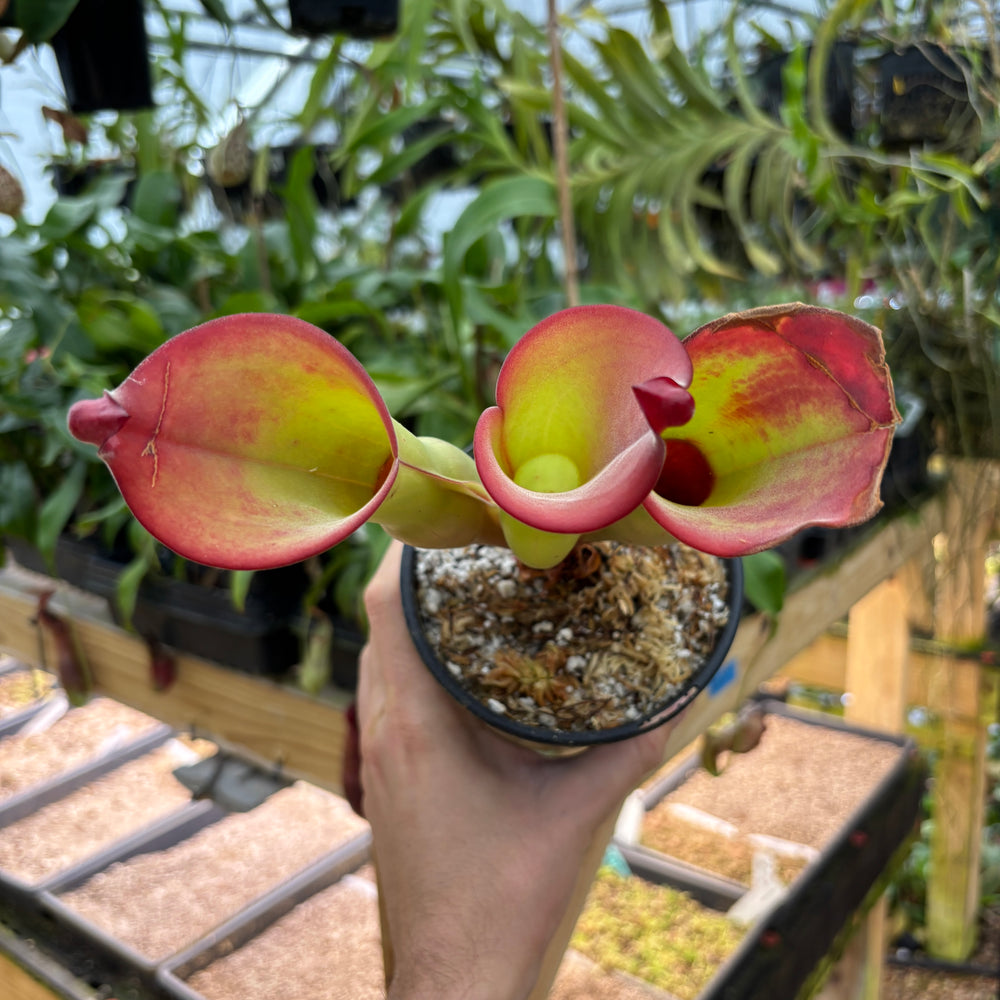 
                      
                        [A884] Heliamphora uncinata Giant (Amuri) Clone: 10
                      
                    