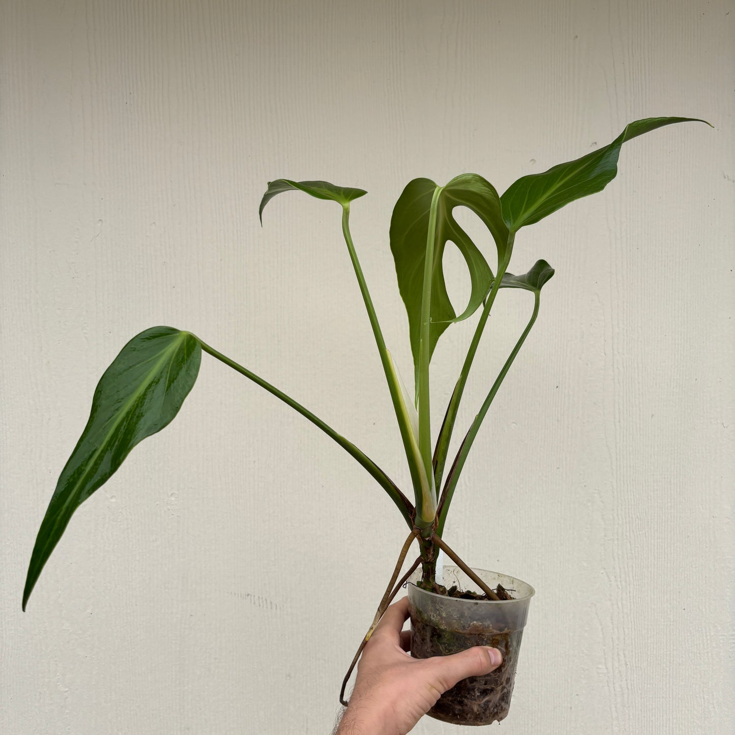 [A886] Monstera 'Burle Marx Flame'