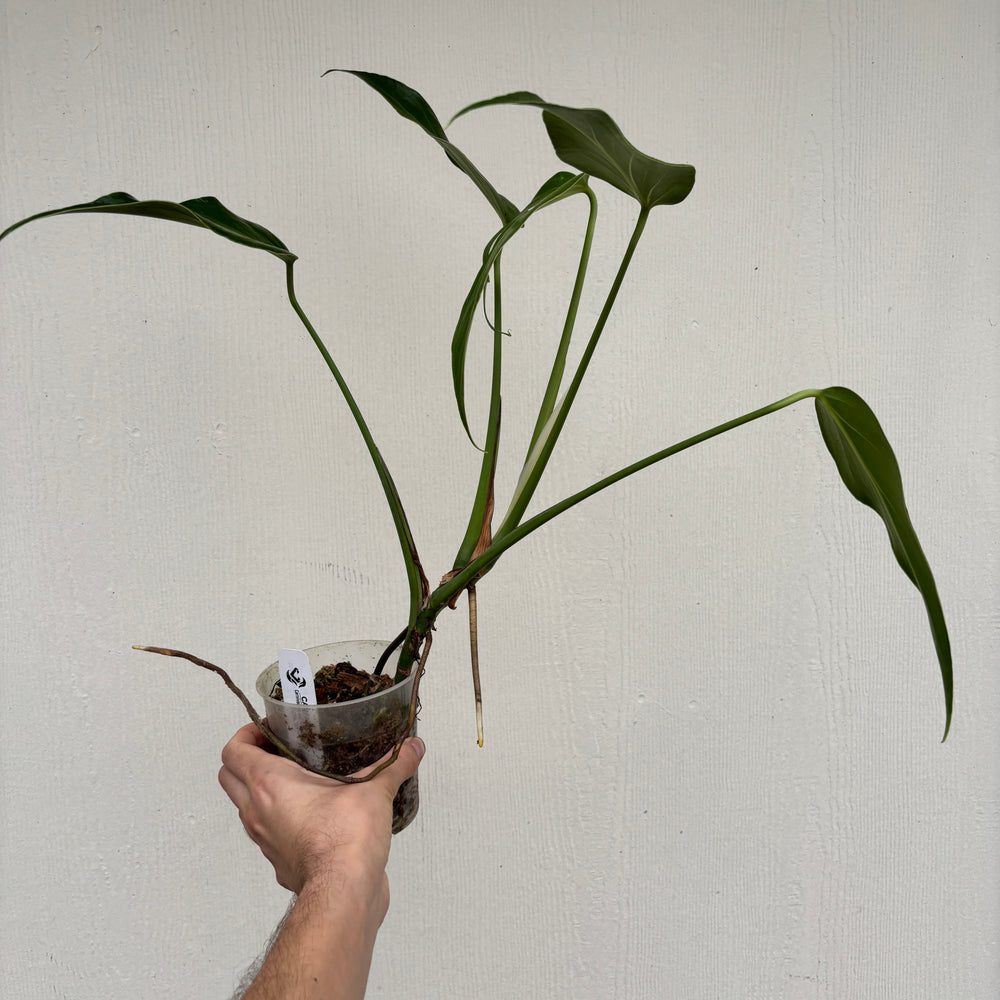 
                      
                        [A886] Monstera 'Burle Marx Flame'
                      
                    