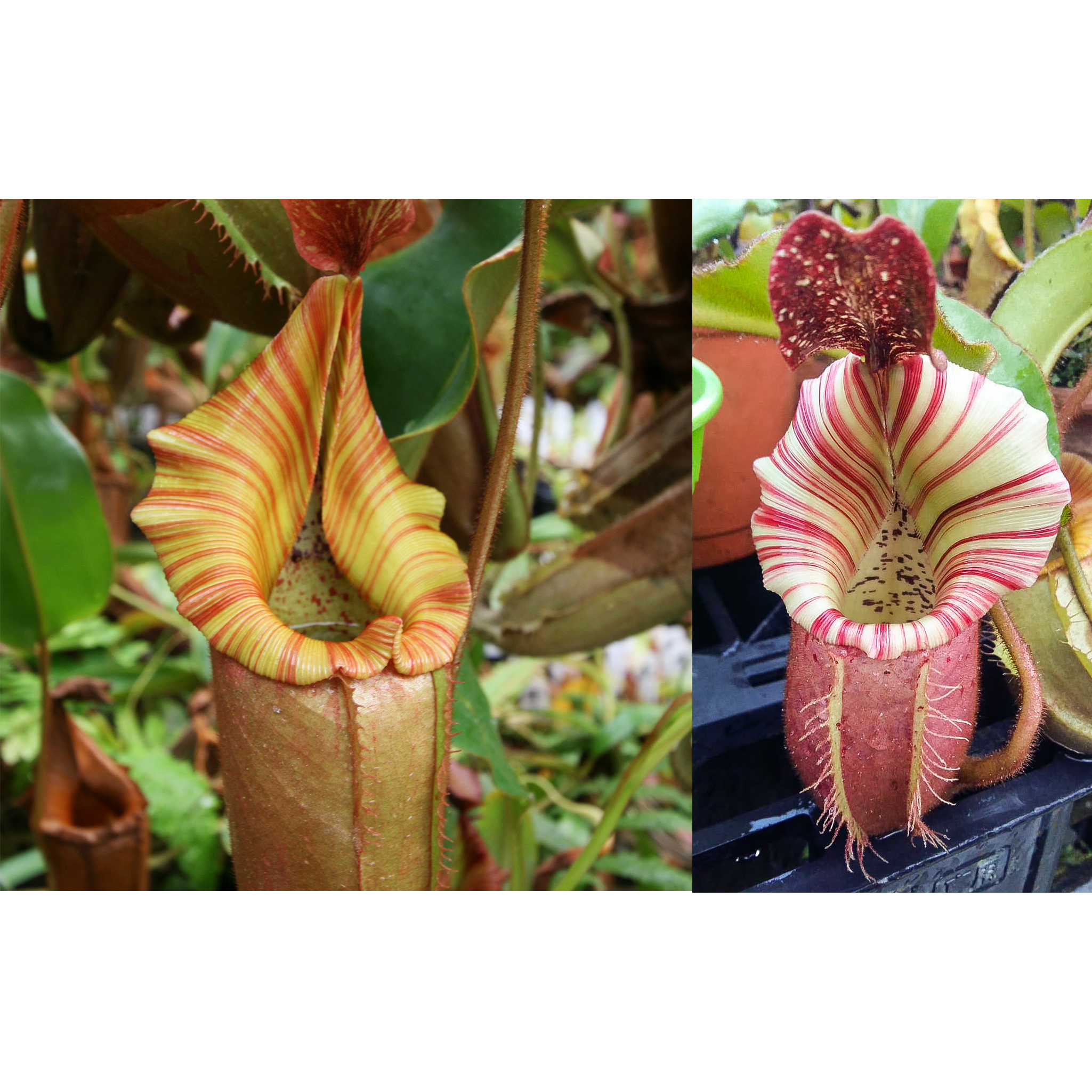 Nepenthes (Song of Melancholy x veitchii) x veitchii 