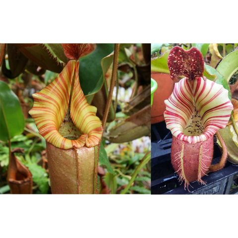 Two Nepenthes seed pod cultivar pitchers with striped peristomes, orange yellow on the left and red striped on the right.