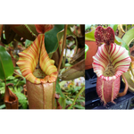 Nepenthes (Song of Melancholy x veitchii) x veitchii "Candy Dreams"-Seed Pod