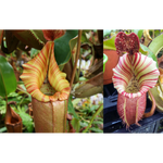 Nepenthes (Song of Melancholy x veitchii) x veitchii "Candy Dreams"