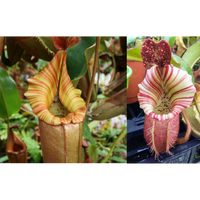 Nepenthes (Song of Melancholy x veitchii) x veitchii "Candy Dreams"
