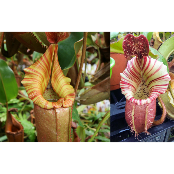 Nepenthes (Song of Melancholy x veitchii) x veitchii "Candy Dreams"-Seed Pod