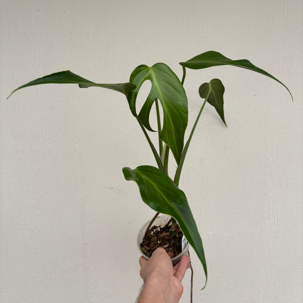 [A886] Monstera 'Burle Marx Flame'