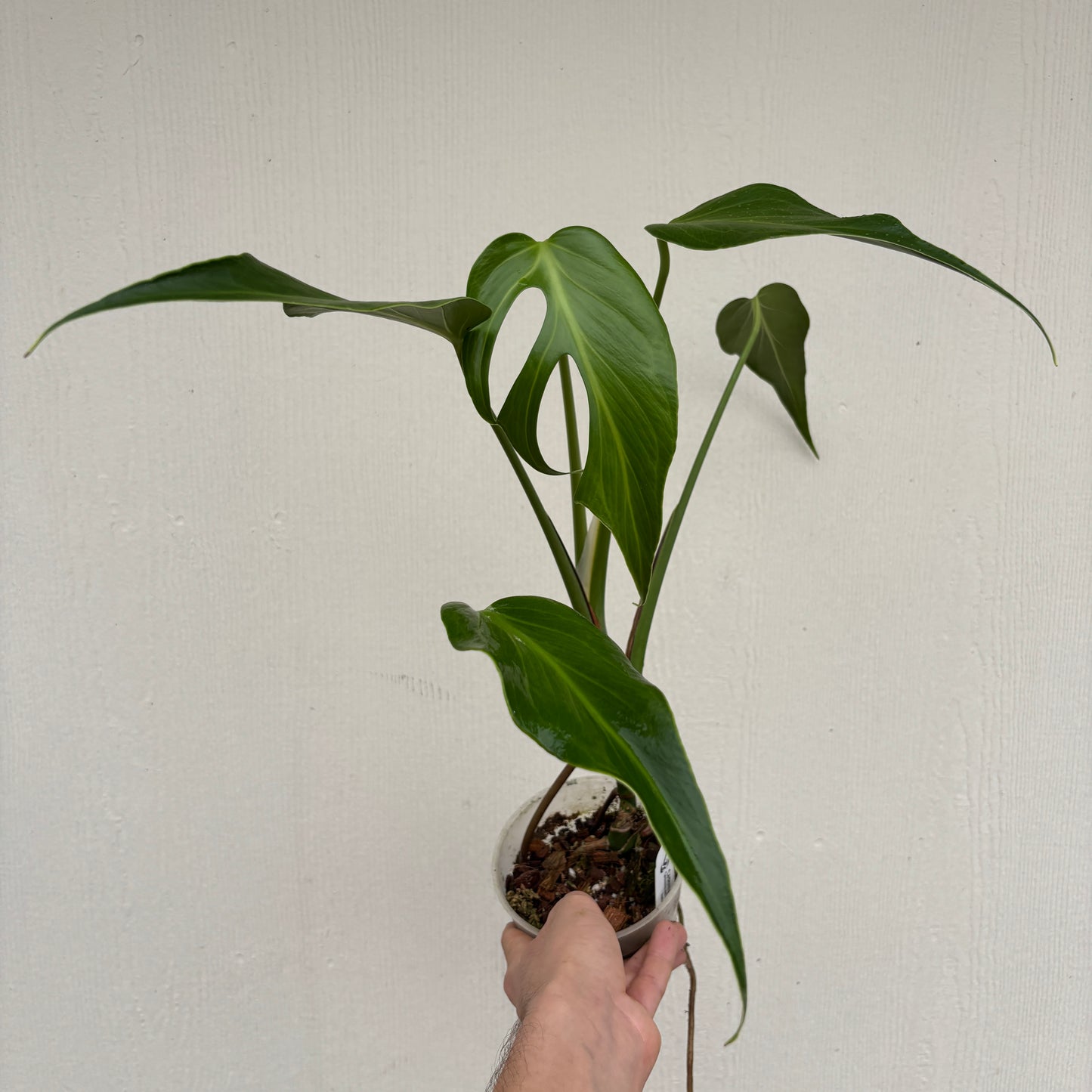 [A886] Monstera 'Burle Marx Flame'