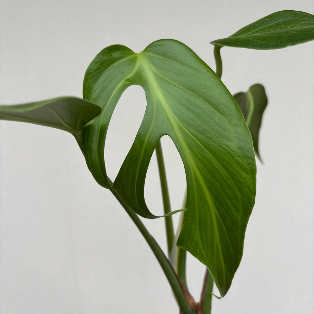 
                      
                        [A886] Monstera 'Burle Marx Flame'
                      
                    