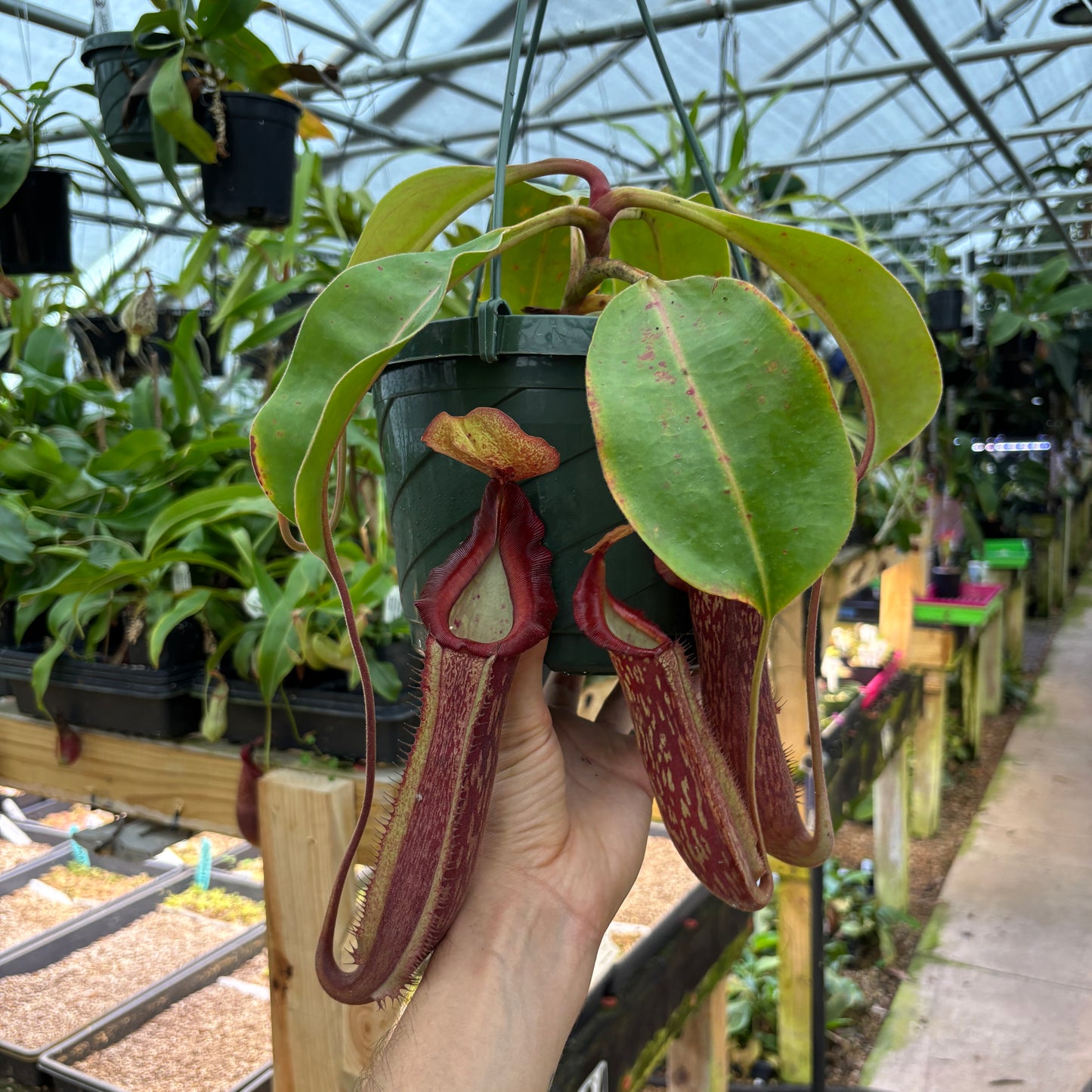[A889] Nepenthes Song of Melancholy x [(lowii x veitchii) x boschiana]-white, CAR-0024 (Hanging Basket)