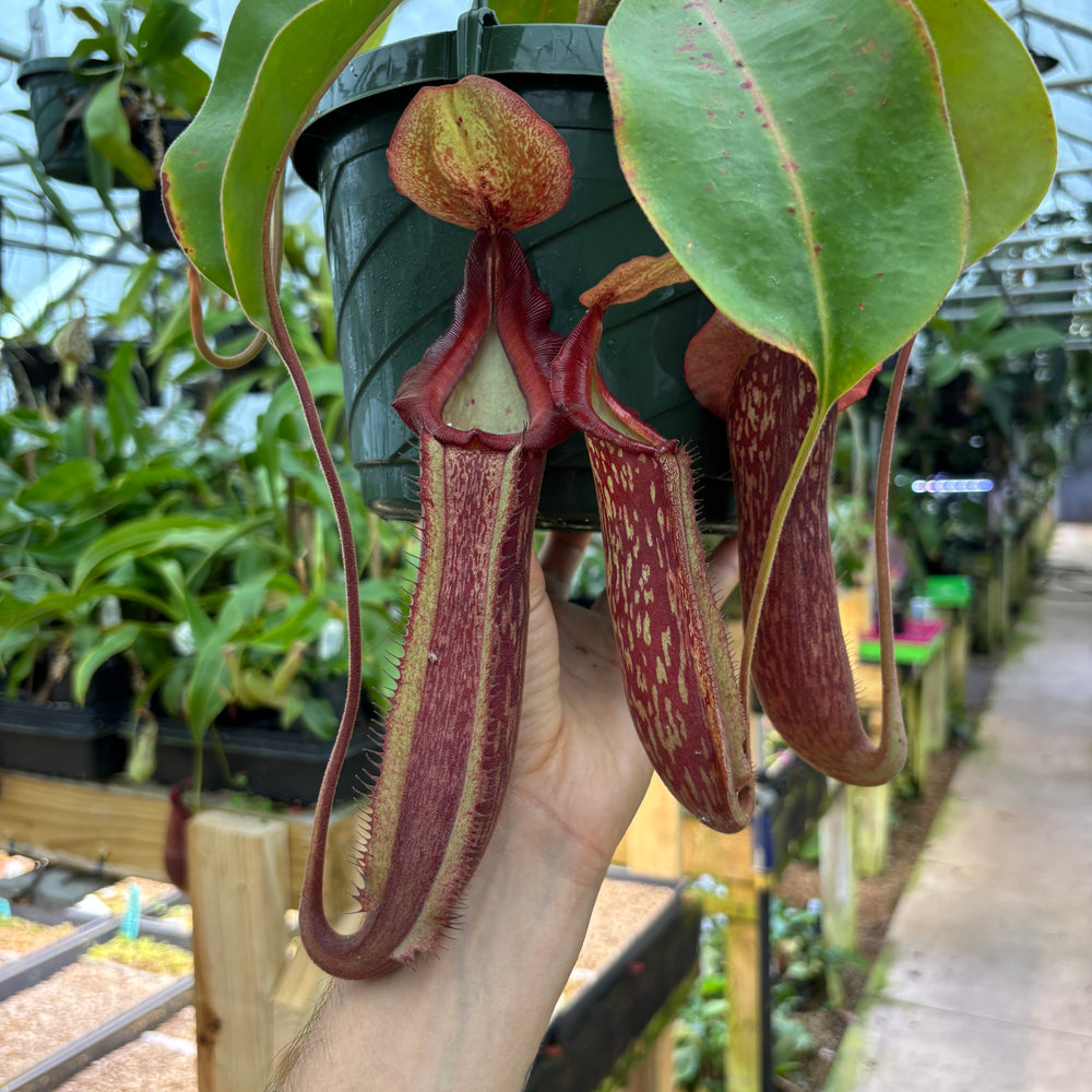 [A889] Nepenthes Song of Melancholy x [(lowii x veitchii) x boschiana]-white, CAR-0024 (Hanging Basket)