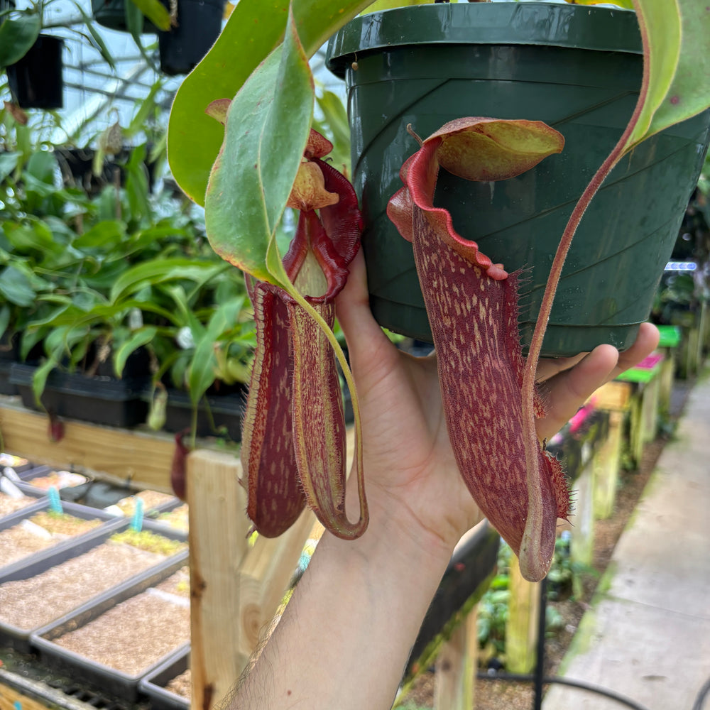 
                      
                        [A889] Nepenthes Song of Melancholy x [(lowii x veitchii) x boschiana]-white, CAR-0024 (Hanging Basket)
                      
                    