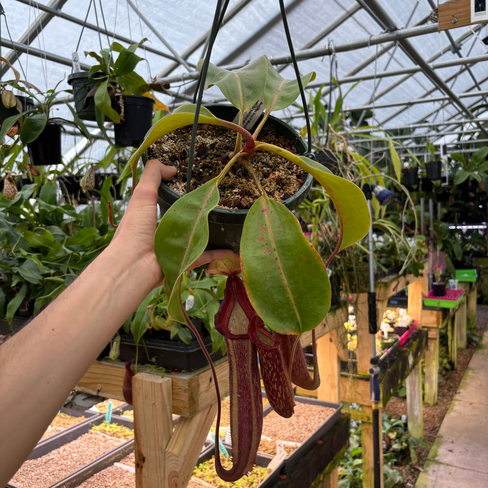 
                      
                        [A889] Nepenthes Song of Melancholy x [(lowii x veitchii) x boschiana]-white, CAR-0024 (Hanging Basket)
                      
                    