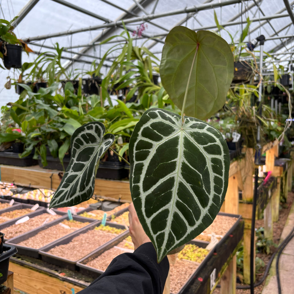 [A895] Anthurium (crystallinum x magnificum -SC) x 'Wonderboy' (pink x A)