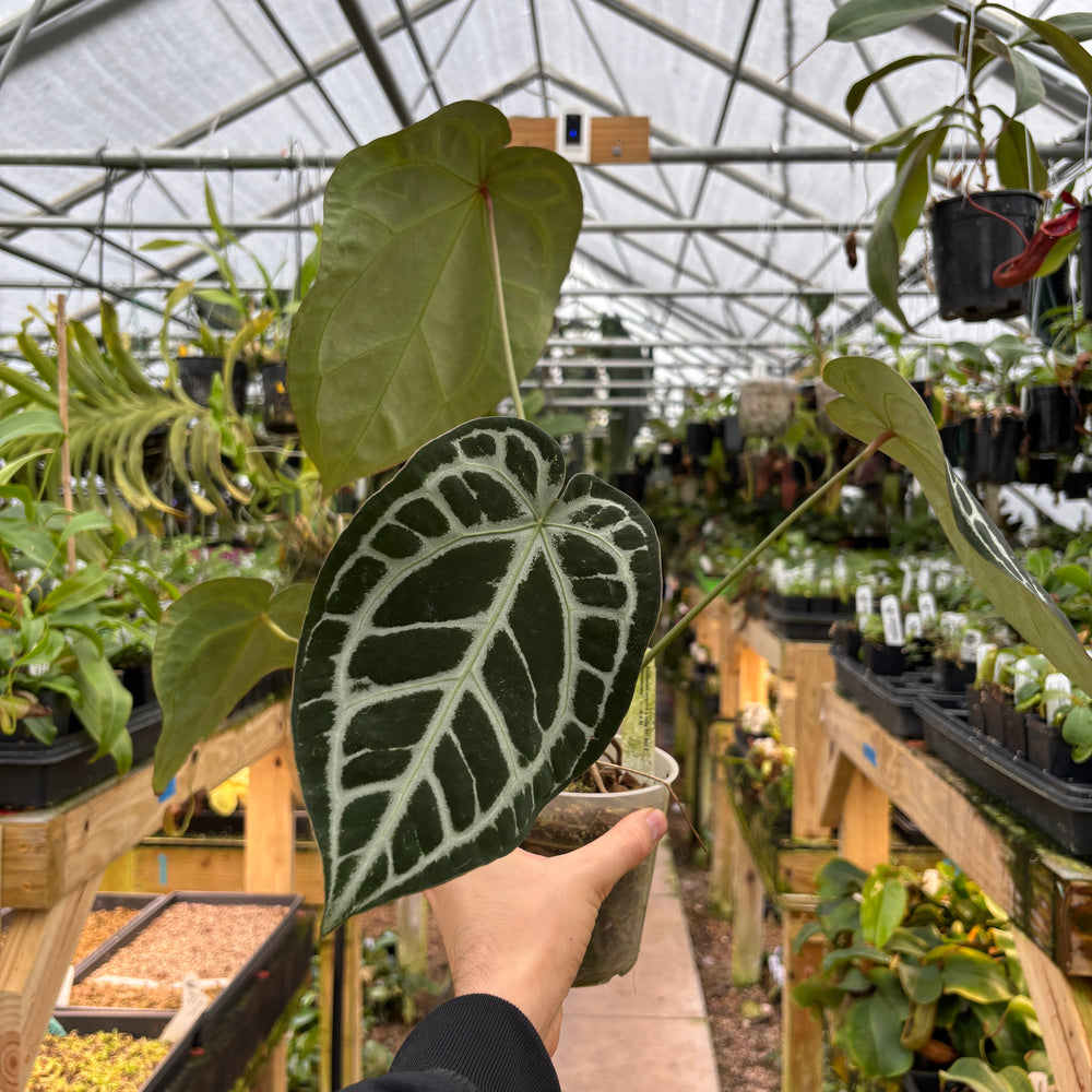 
                      
                        [A895] Anthurium (crystallinum x magnificum -SC) x 'Wonderboy' (pink x A)
                      
                    