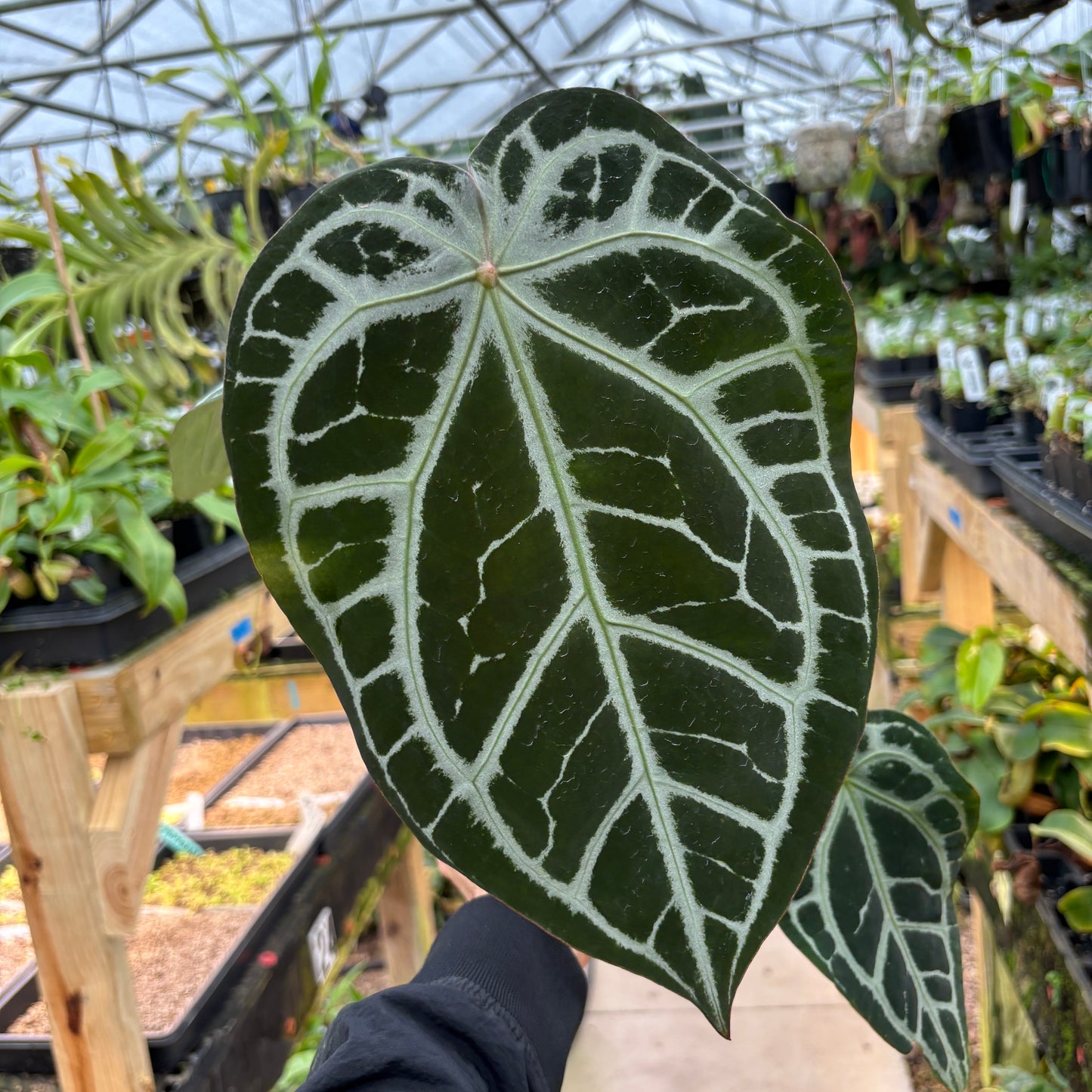 [A895] Anthurium (crystallinum x magnificum -SC) x 'Wonderboy' (pink x A)