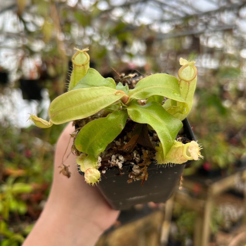 Nepenthes ampullaria (Thai Hot Lips x Hot Lips), CAR-0850