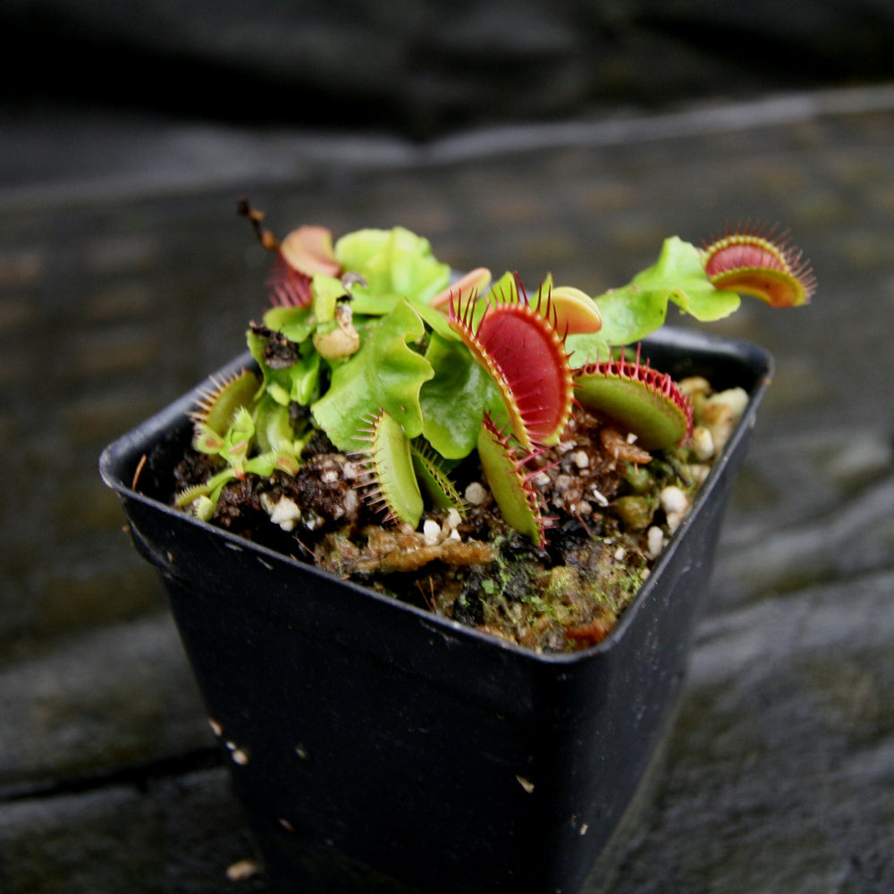 
                      
                        Venus Flytrap- Dionaea muscipula "Purple Ambush" Wholesale
                      
                    