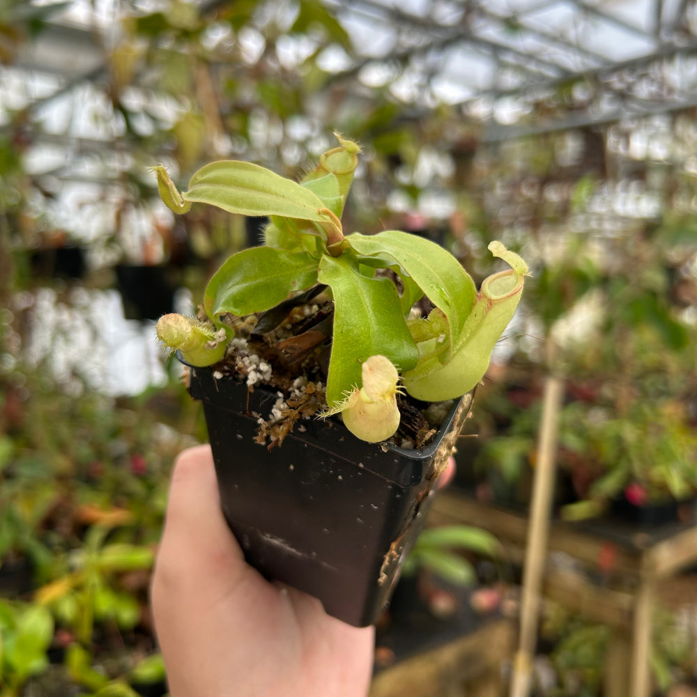 
                      
                        Nepenthes ampullaria (Thai Hot Lips x Hot Lips), CAR-0850
                      
                    