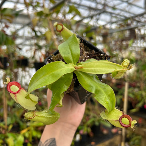 Nepenthes ampullaria Thai Hot Lips x Hot Lips hybrid with green leaves and hanging pale pitchers with red circular rims