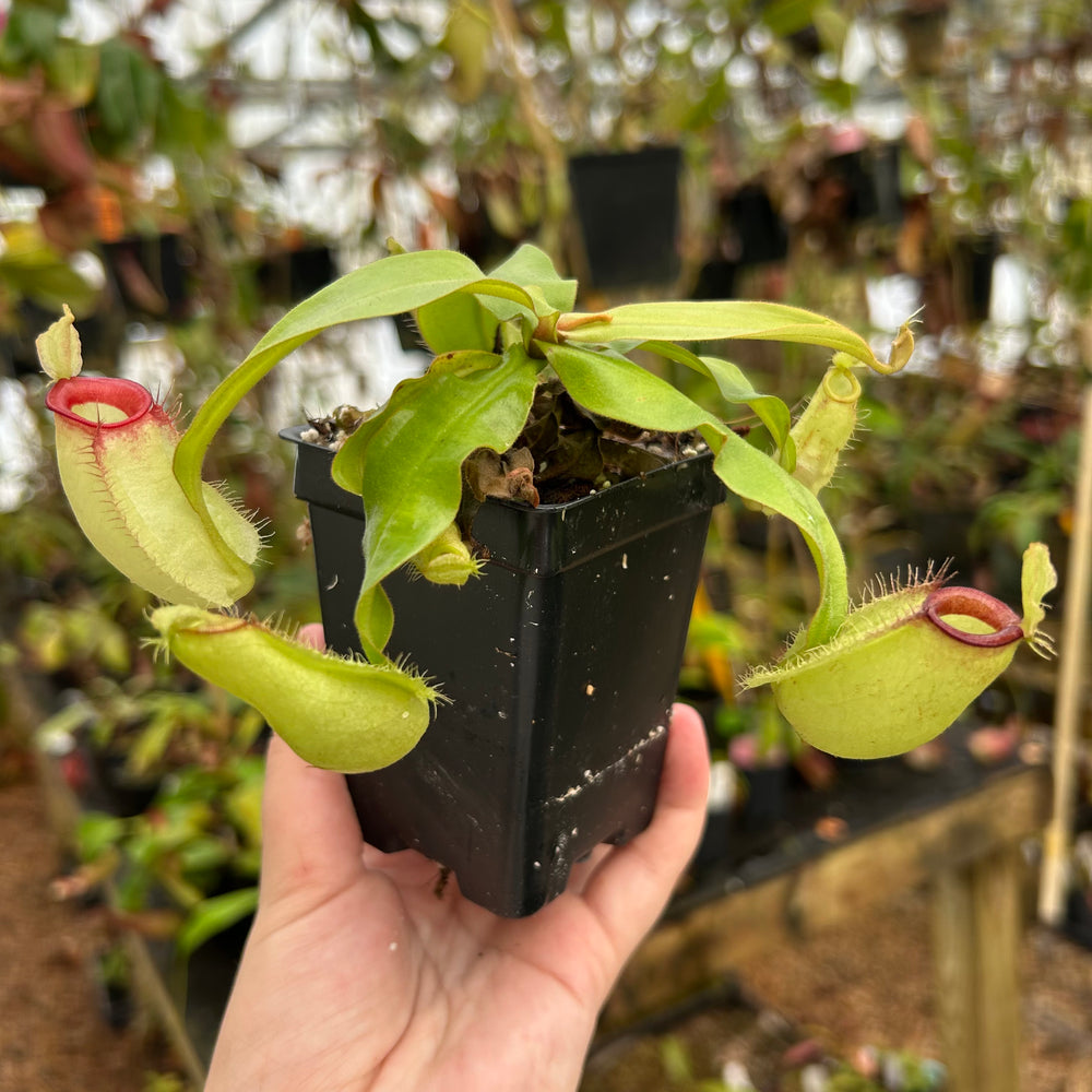 
                      
                        Nepenthes ampullaria (Thai Hot Lips x Hot Lips), CAR-0850
                      
                    