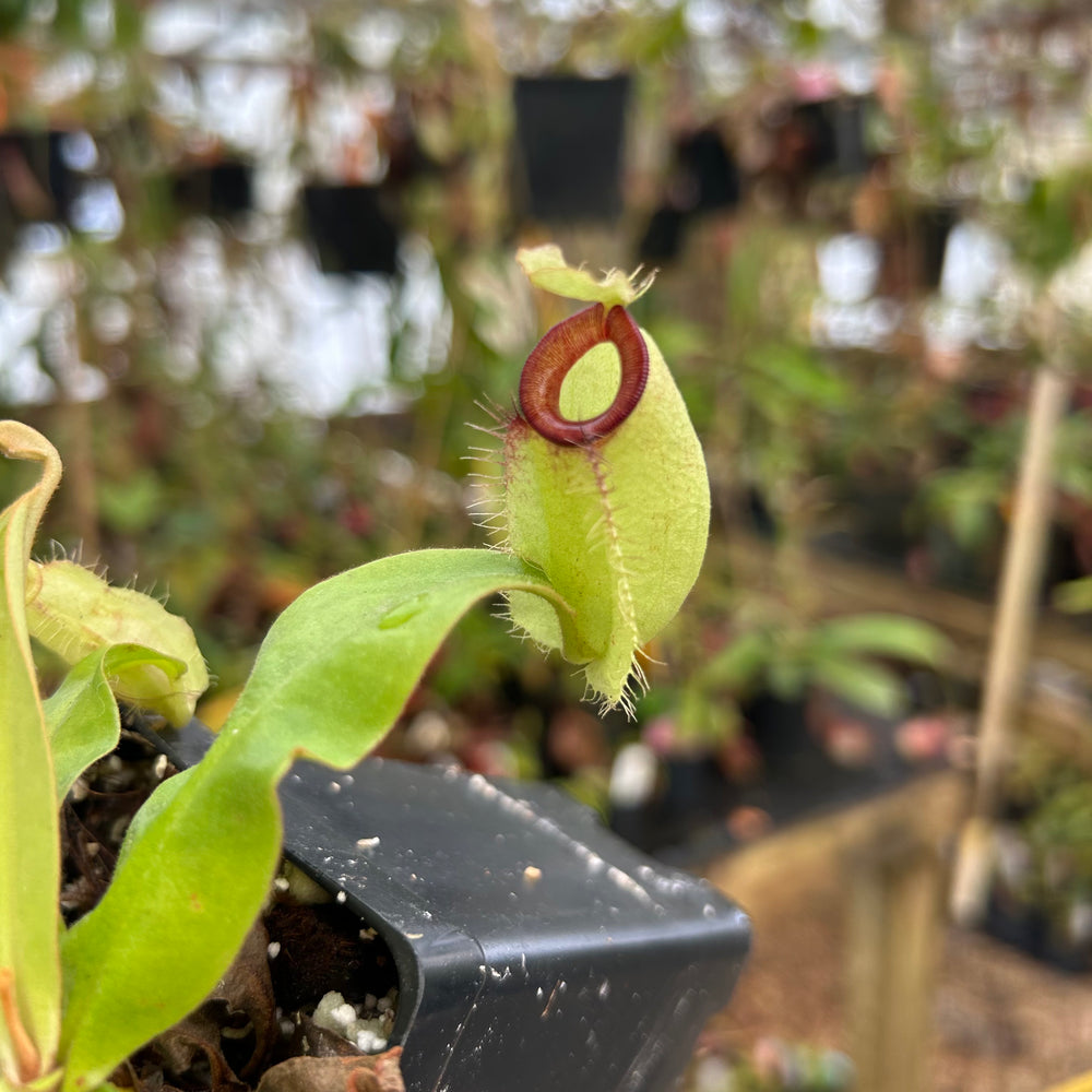 
                      
                        Nepenthes ampullaria (Thai Hot Lips x Hot Lips), CAR-0850
                      
                    