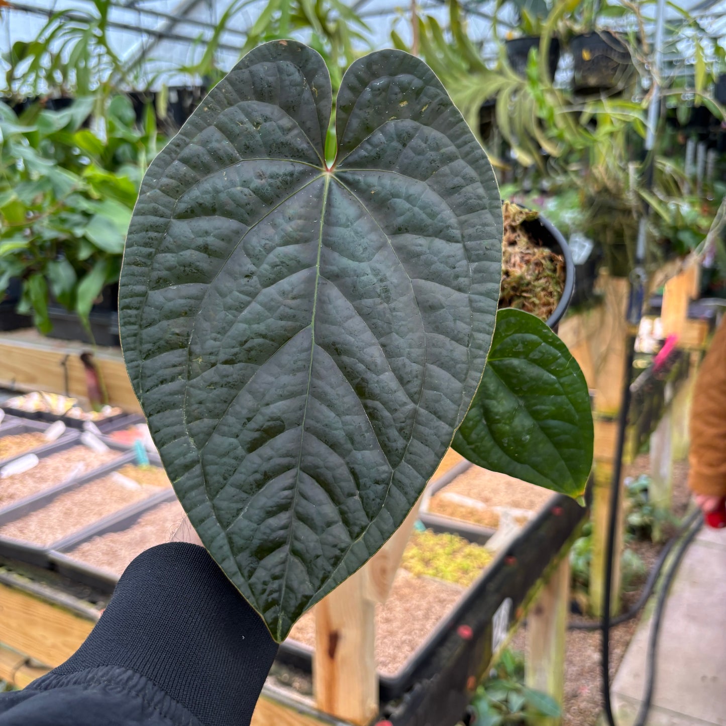 [A897] Anthurium papillilaminum x luxurians, CAR-0247