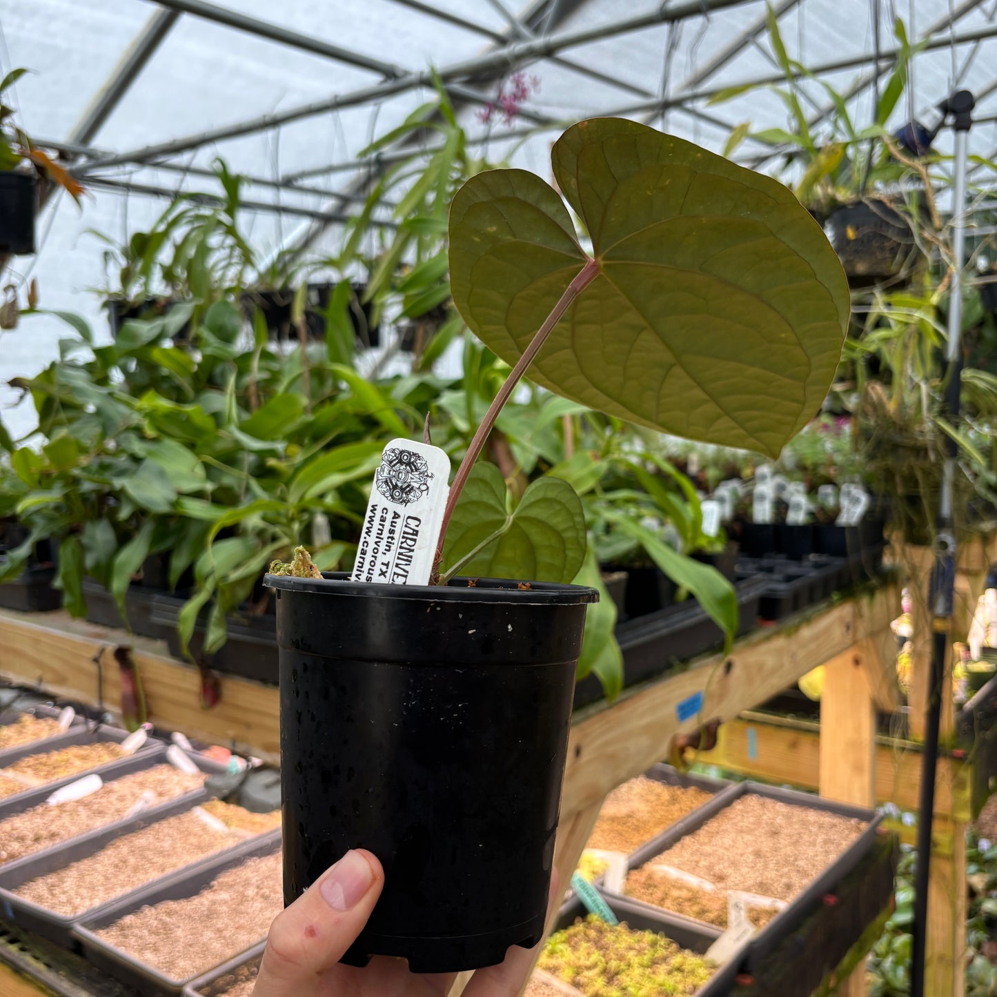 [A897] Anthurium papillilaminum x luxurians, CAR-0247