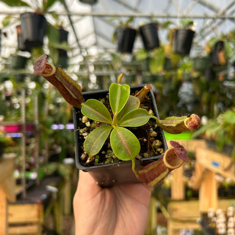 Nepenthes hybrid with green rosette leaves and two burgundy pitchers in a small pot