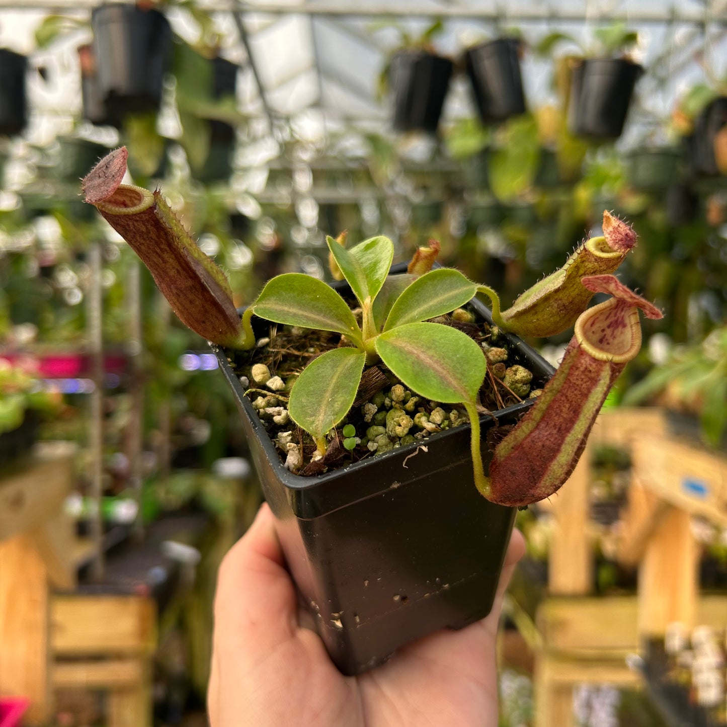 Nepenthes [(lowii x veitchii) x boschiana] x {'Song of Melancholy' x [(lowii x veitchii) x boschiana]}, CAR-0894