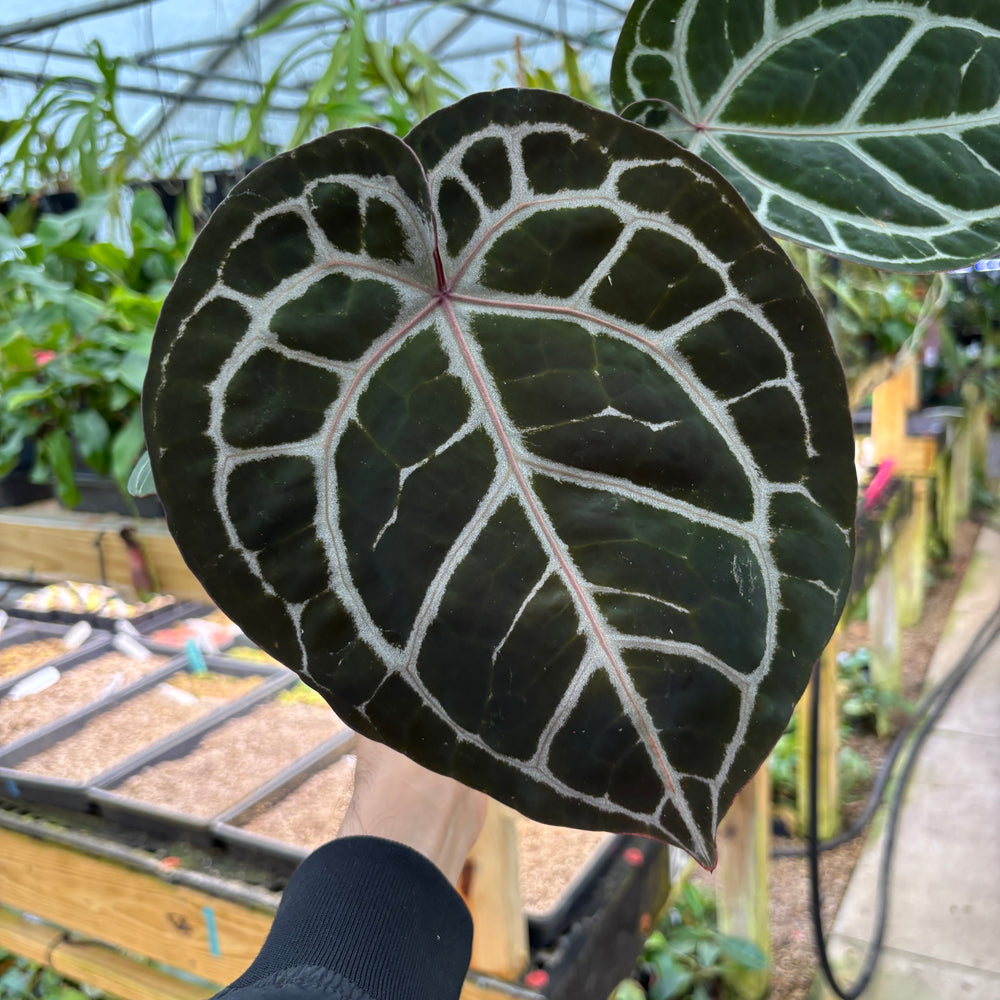 [A898] Anthurium (Zara x Mitchelle -High Veining) x Red Crystal