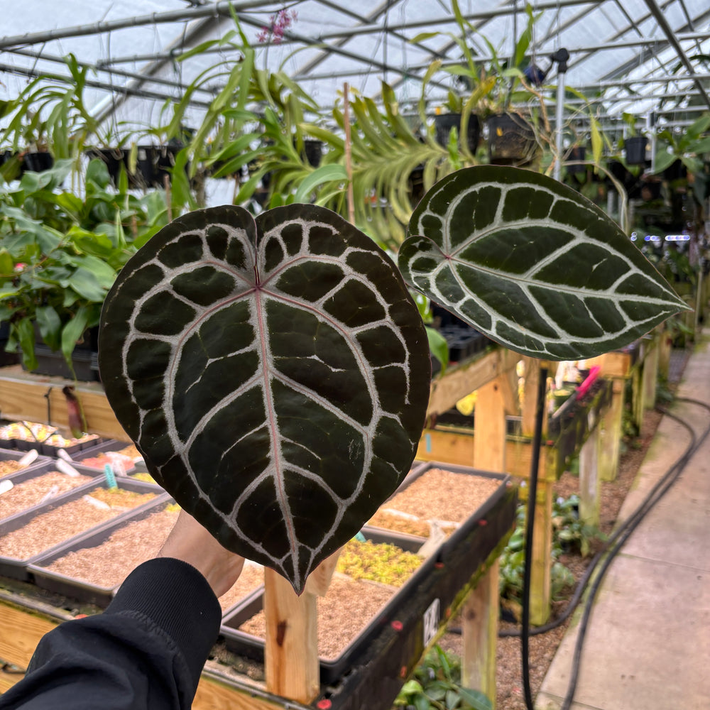 [A898] Anthurium (Zara x Mitchelle -High Veining) x Red Crystal