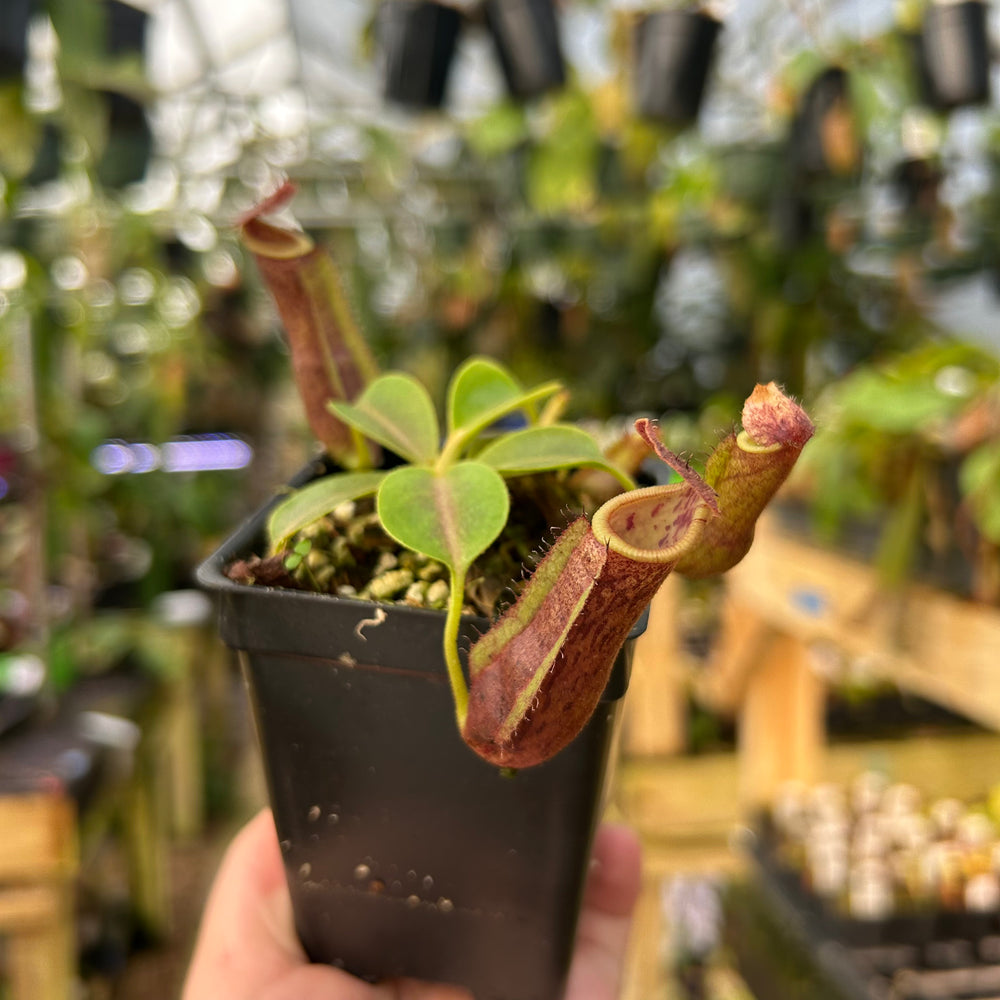 
                      
                        Nepenthes [(lowii x veitchii) x boschiana] x {'Song of Melancholy' x [(lowii x veitchii) x boschiana]}, CAR-0894
                      
                    