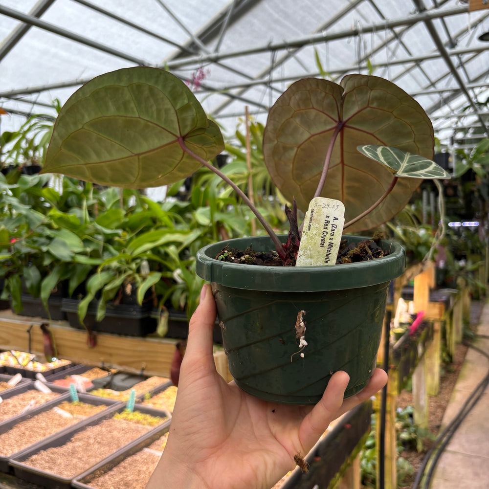 
                      
                        [A898] Anthurium (Zara x Mitchelle -High Veining) x Red Crystal
                      
                    