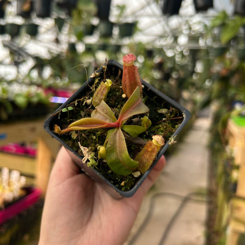 Nepenthes hybrid with a tall red pitcher in a small pot held in a hand against a blurred plant shop background.