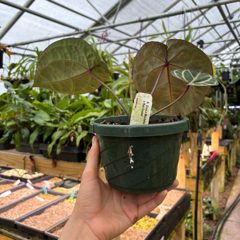 
                      
                        [A898] Anthurium (Zara x Mitchelle -High Veining) x Red Crystal
                      
                    