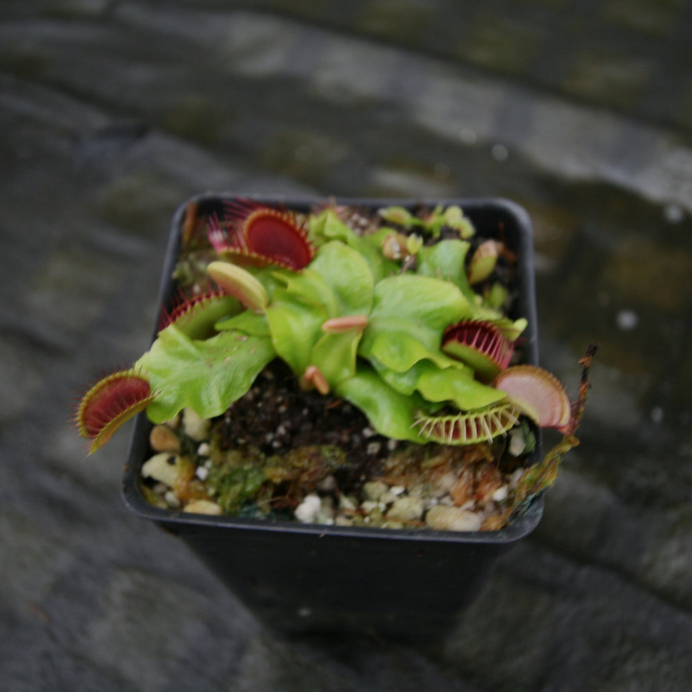 
                      
                        Venus Flytrap- Dionaea muscipula "Purple Ambush" Wholesale
                      
                    