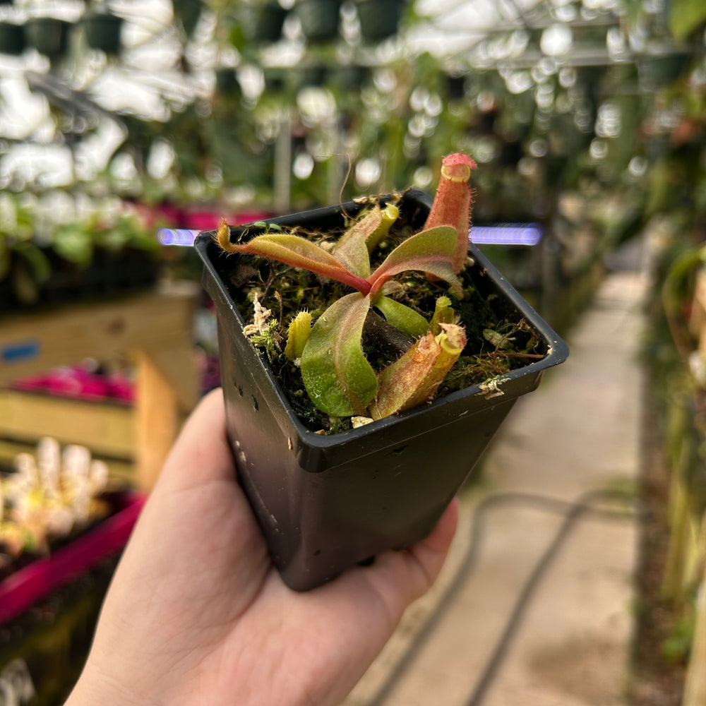 Nepenthes {[('Song of Melancholy' x [(lowii x veitchii) x boschiana]} #4 x veitchii 'Candy Dreams', CAR-1004