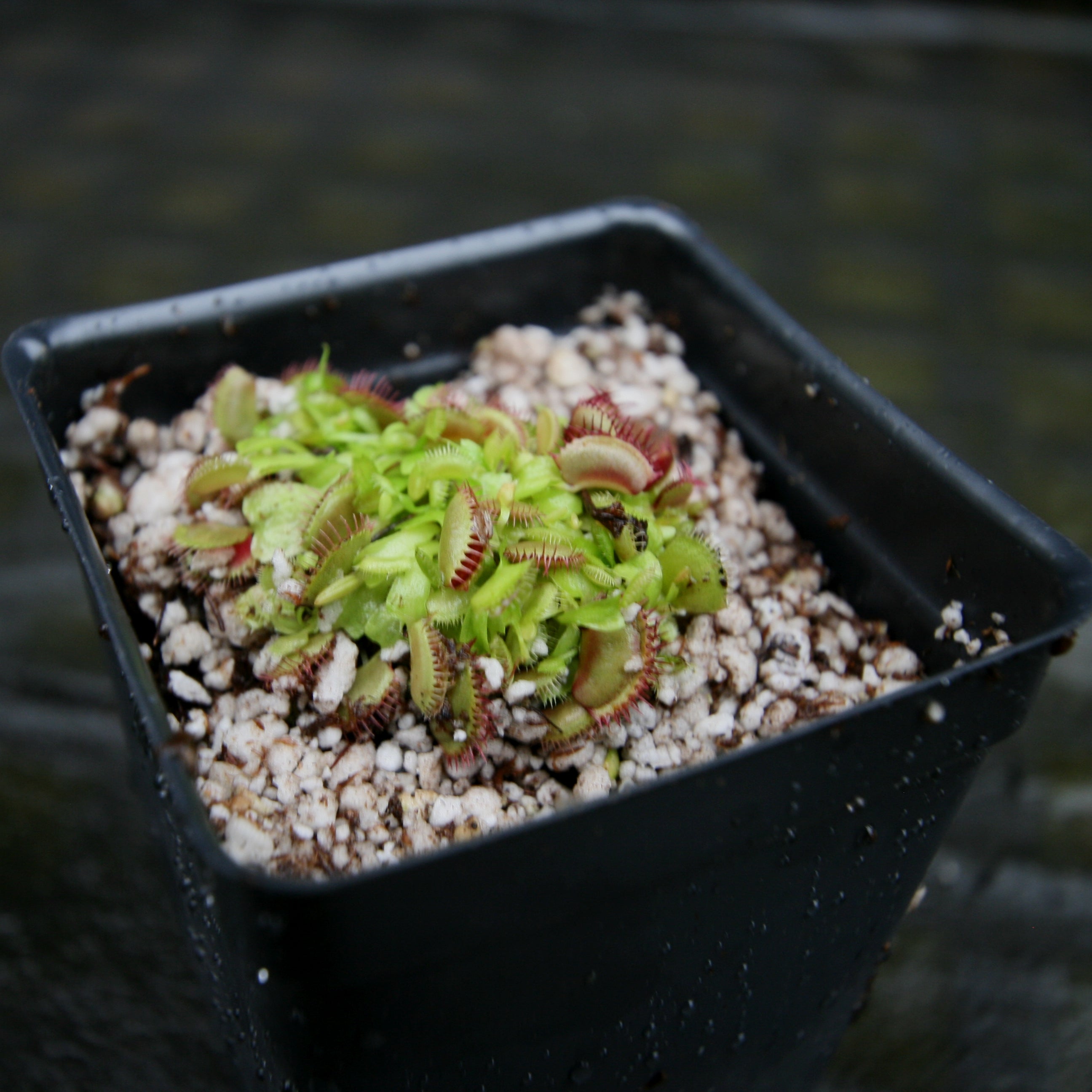 Venus Flytrap- Dionaea muscipula 