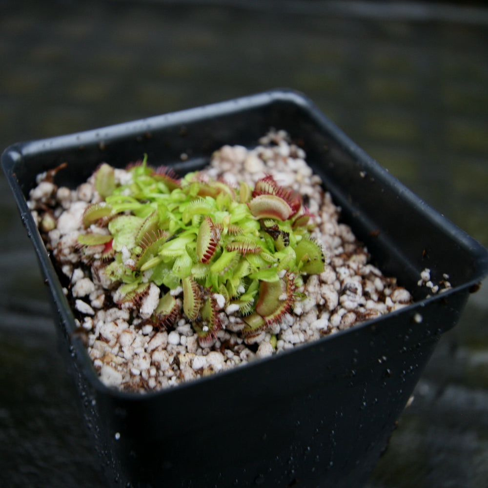 
                      
                        Venus Flytrap- Dionaea muscipula "Purple Ambush" Wholesale
                      
                    